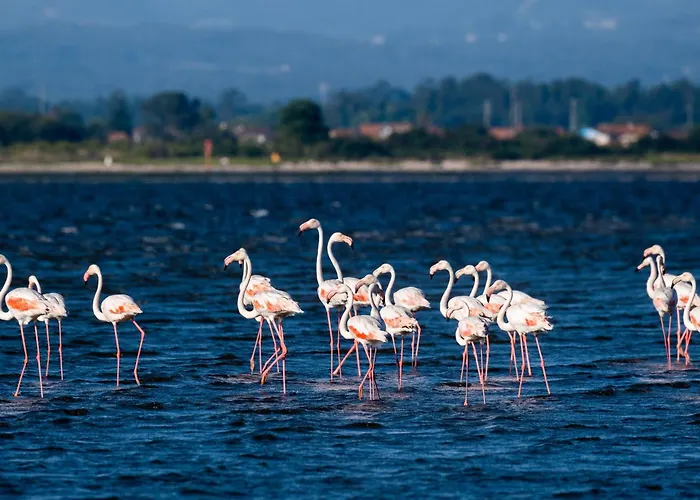 Livin Barca - Water Sports & Nature * Torreira