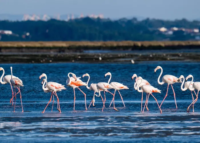 Livin Barca - Water Sports&nature * Torreira